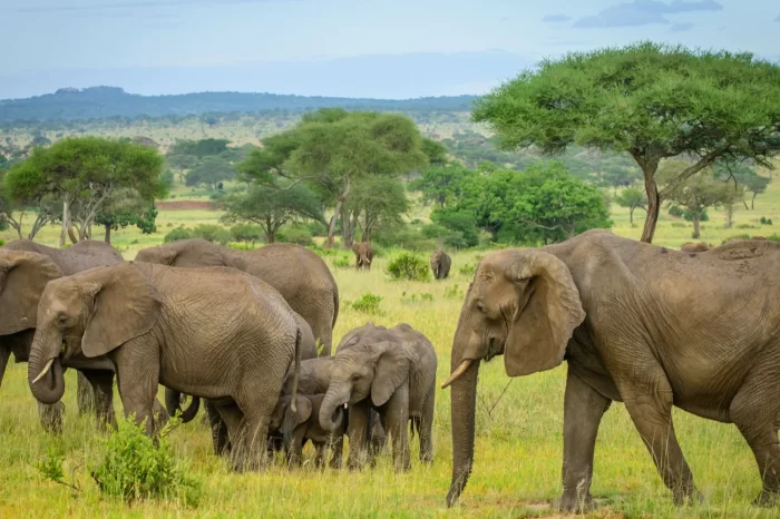7 Day Hakuna Matata Safari – Arusha, Tarangire, Serengeti & Ngorongoro