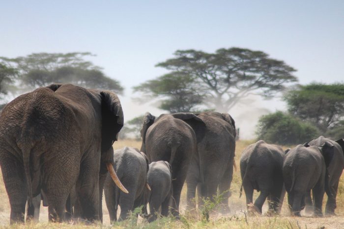 10 Days luxury northern circuit safari