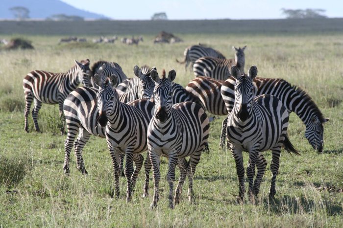 8 Day Majestic 8 Day Majestic Tanzania Safari – Tanzania Safari – Tarangire, Serengeti, Tarangire, Serengeti, Ngorongoro (Drive Ngorongoro (Drive In, Fly Out)