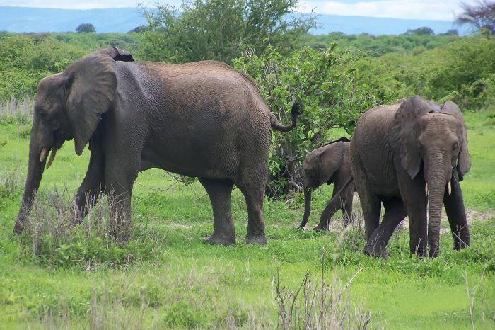 3 Days Safari to Ruaha National Park