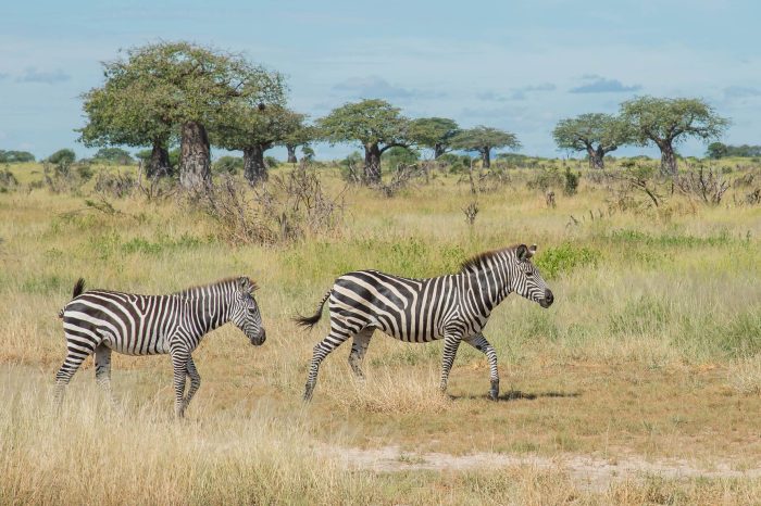 4 Days Safari to Ruaha National Park
