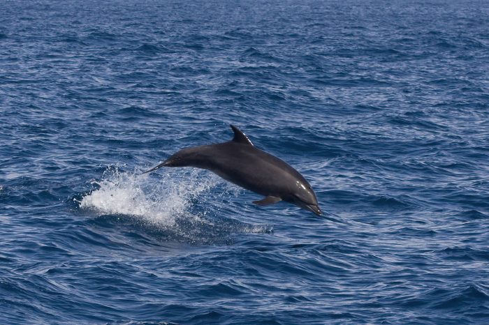 Dolphin Tour Zanzibar