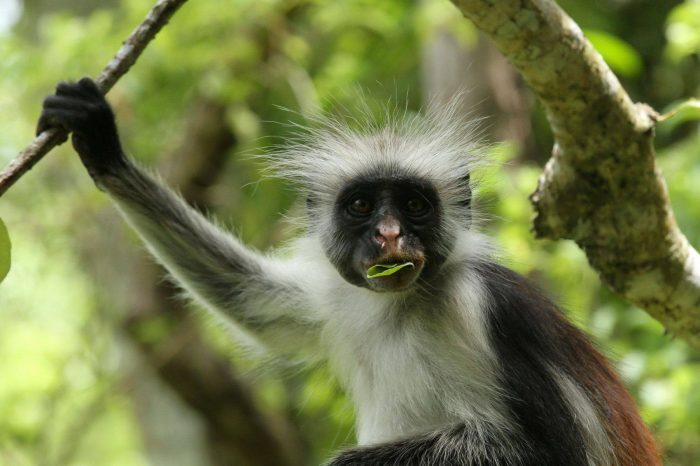 Jozani Chwaka Bay National Park Tour