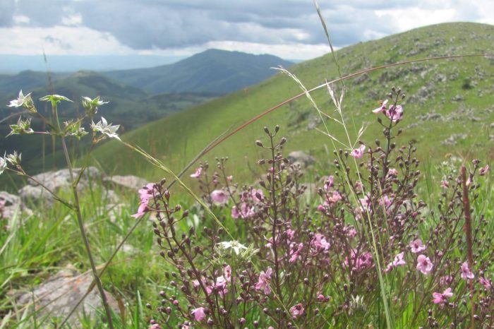 3 Days Safari to Kitulo National Park