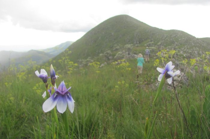 2 Days Safari to Kitulo National Park