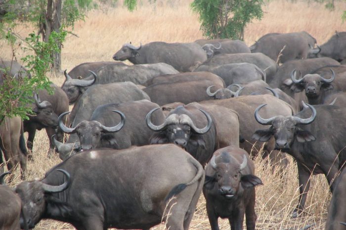2 Days Safari to Mikumi National Park