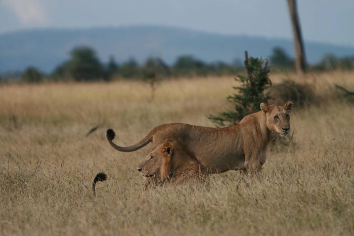 4 Days Safari to Mikumi National Park