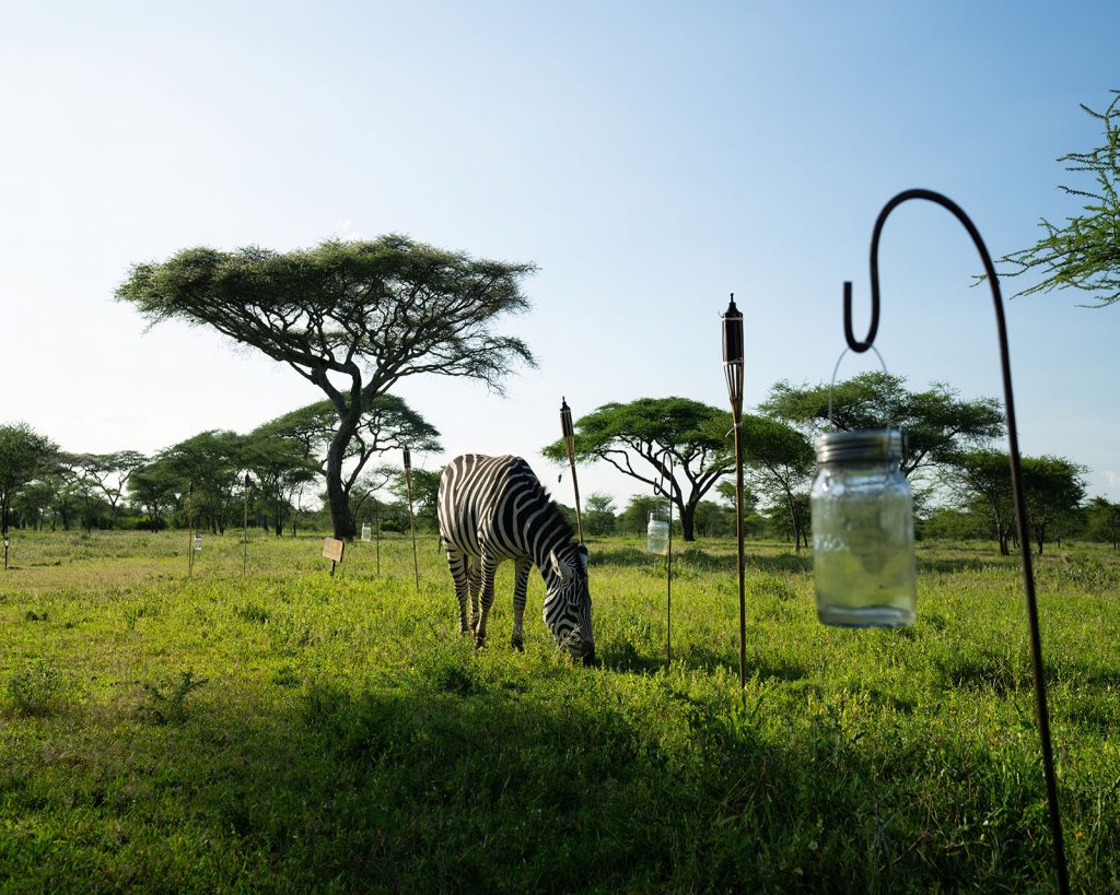 Ndutu Safari Lodge 001