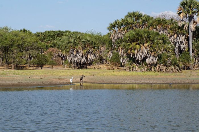 3 Days Safari to Nyerere National Park