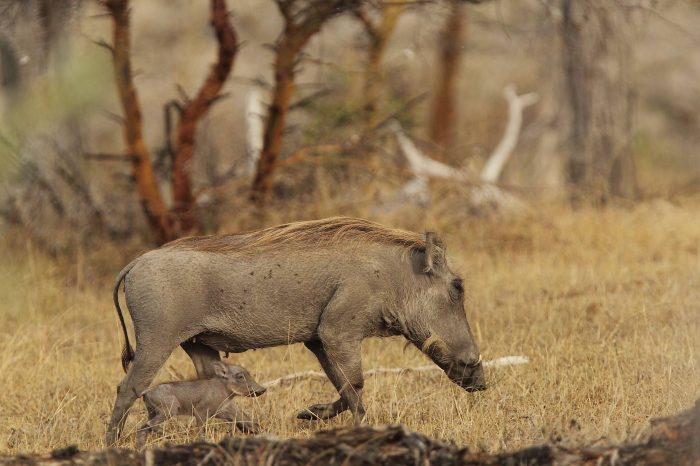 4 Days Safari to Nyerere National Park
