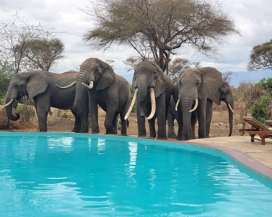 Tarangire Simba Lodge 08