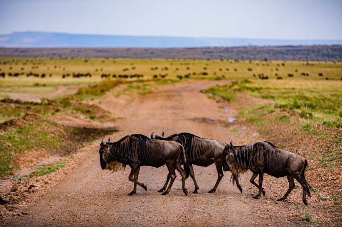 9 Day Great Migration Calving Season Group Safari to Tanzania