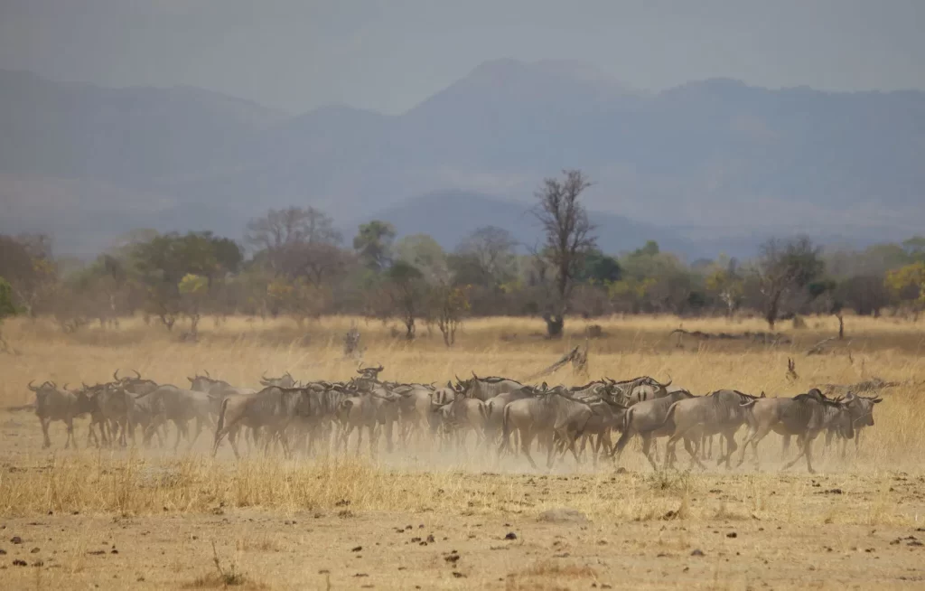 Vuma Hills Tented Camp 05
